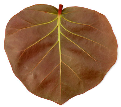 feuille du raisin de mer, coccoloba uvifera