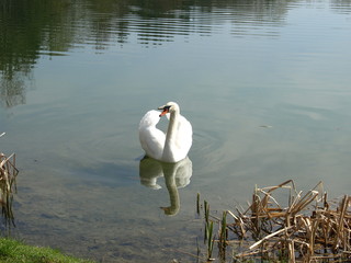 Schwan