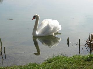 Schwan