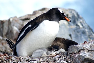 Eselspinguine, Paridise Harbour