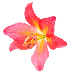 Fototapeta na wymiar pink lilly