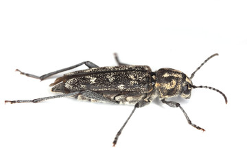 Gray tiger longicorn (Xylotrechus rusticus) isolated on white.