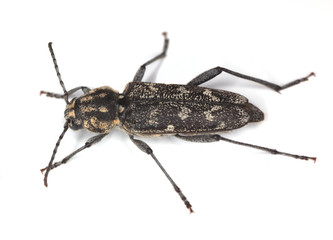 Gray tiger longicorn (Xylotrechus rusticus) isolated on white.