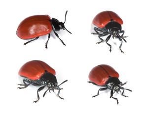 Red poplar leaf beetle (Chrysomela populi) isolated on white.