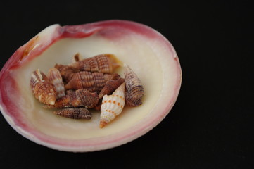 貝の中に貝がある