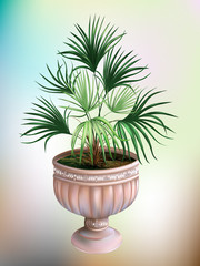 Palma in a stone vase