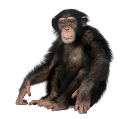 Fotobehang Aap Jonge chimpansee - Simia troglodytes (5 jaar oud)