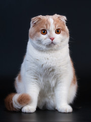 Scottish fold breed young cat