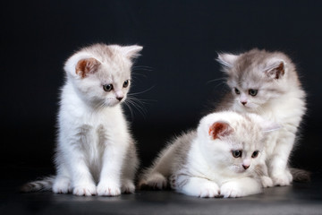 Three Scottish Straight breed kittens