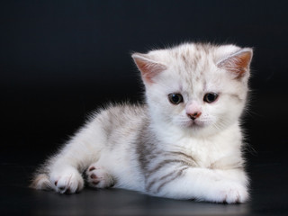 Scottish Straight breed kitten on black