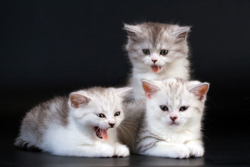 Three Scottish Straight breed kitten on black