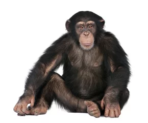 Foto op Aluminium Jonge chimpansee - Simia troglodytes (5 jaar oud) © Eric Isselée