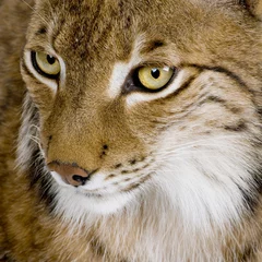 Outdoor kussens Eurasian Lynx - Lynx lynx (5 years old) © Eric Isselée