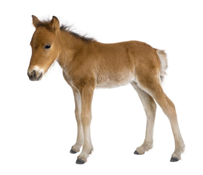 Foal (4 weeks old)