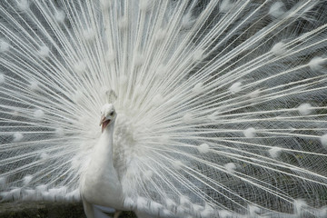 Paon blanc