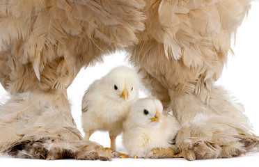 Brown Brahma Hen and her chick