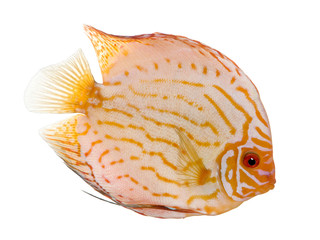 Pigeon Blood Discus (fish) - Symphysodon aequifasciatus
