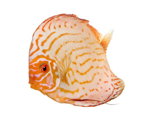 Pigeon Blood Discus (fish) - Symphysodon aequifasciatus