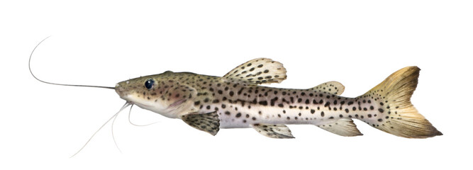 Naklejka premium Catfish - Pseudoplatystoma fasciatum