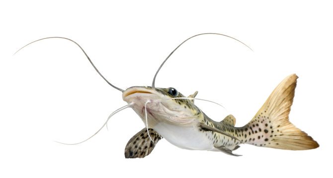 Catfish - Pseudoplatystoma fasciatum