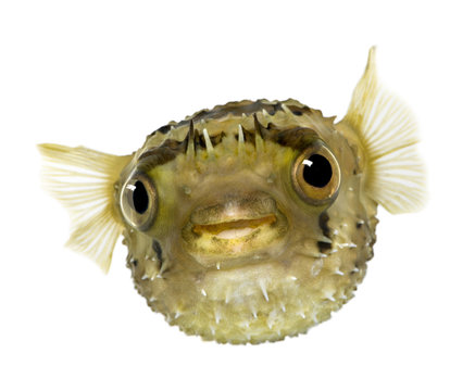 Fototapeta Long-spine porcupinefish also know as spiny balloonfish - Diodon