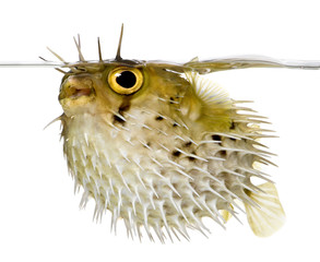 Long-spine porcupinefish also know as spiny balloonfish - Diodon