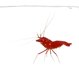 Fire Shrimp - Lysmata debelius