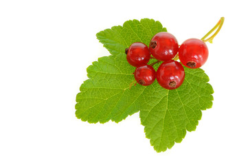 Johannisbeeren 2