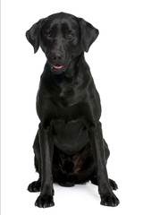 black Labrador