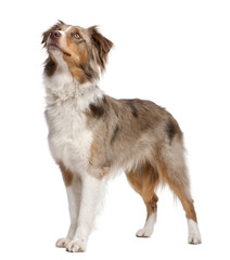 australian shepherd looking up