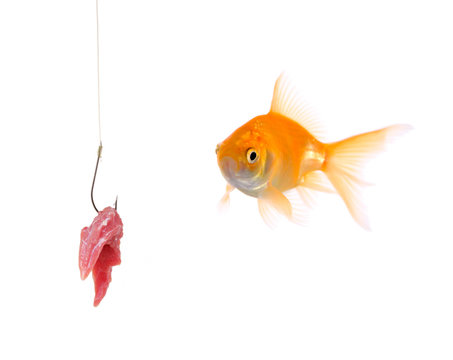 Golden fish and a fishing hook isolated on white