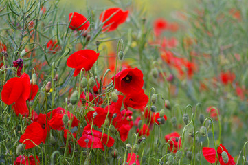 Obraz premium poppy field
