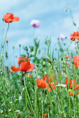 Meadow of wild poppies on shiny summer day