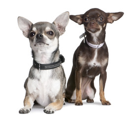 chihuahuas