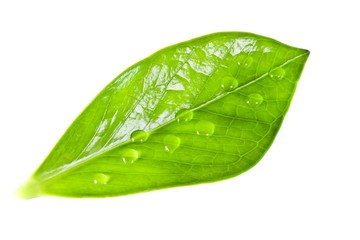 Fototapeta na wymiar green leaf with drop of water