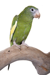 Parakeet, White Winged, isolated on white