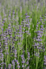 Lavendelblüten (Lavandula angustifolia)