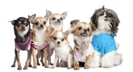 Group of dogs dressed-up : 5 chihuahuas and a  Shih Tzu