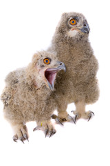 Owl, Eurasian Eagle, baby, isolated on white