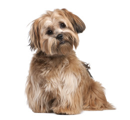 Shih Tzu puppy (8 months old)
