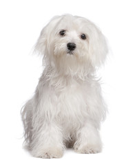 maltese dog puppy (7 months old)