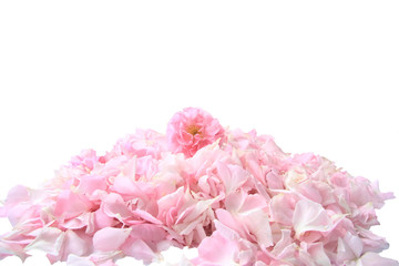 Fototapeta premium Tea Rose