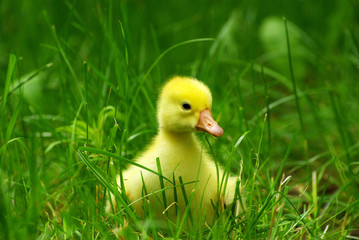 gosling in grass
