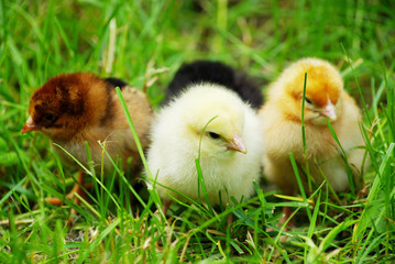chickens on  grass