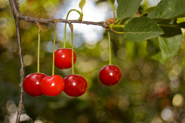 Five red cherries growing on a branch of a cherry tree