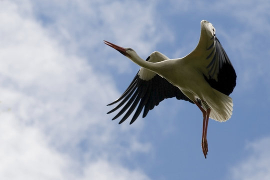 Vuelo de Cig&uuml;e&ntilde;a
