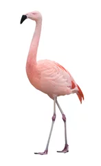 Photo sur Plexiglas Flamant Oiseau flamant rose marchant à gauche sur blanc