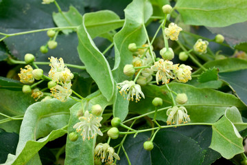 Lindenblüten-Nahaufnahme-platyphyllos Tilia