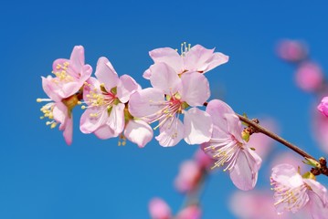 Fototapeta na wymiar Pink Flowers Blossom Against Blue Sky