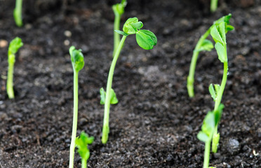 seedlings growing